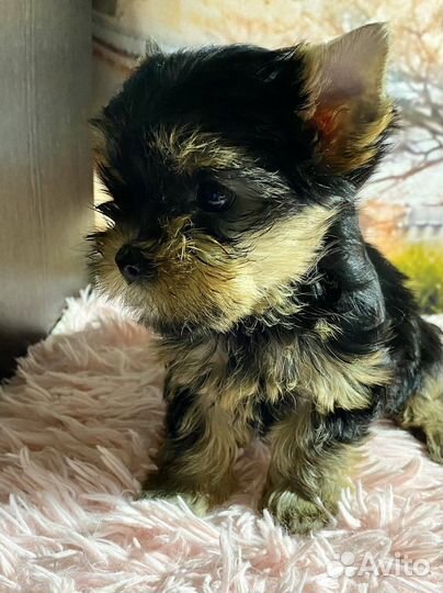 Йоркширский терьер