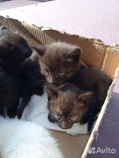 Котята в добрые руки бесплатно