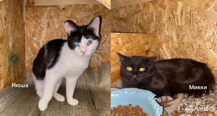 Кошки и котята