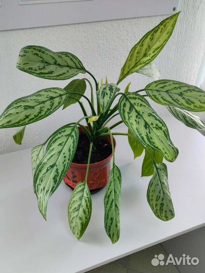 Аглаонема Silver Queen