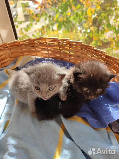 Котёнок девочка в дар