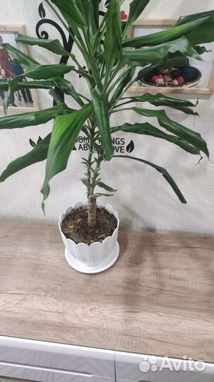 Комнатные растения