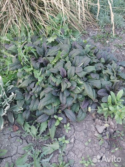 Растения для сада