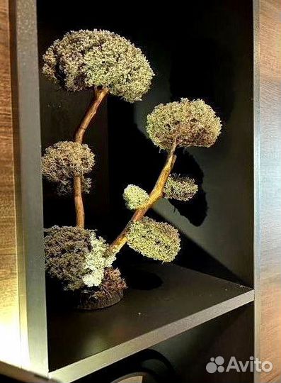 Дерево Цетрария