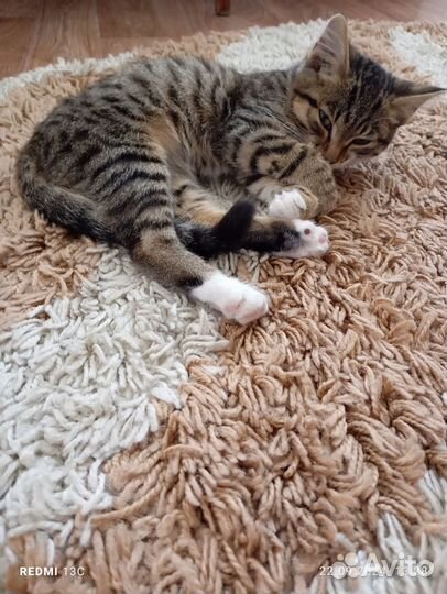 Пристроить кошку