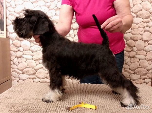 Цвергшнауцер щенки чёрный с серебром