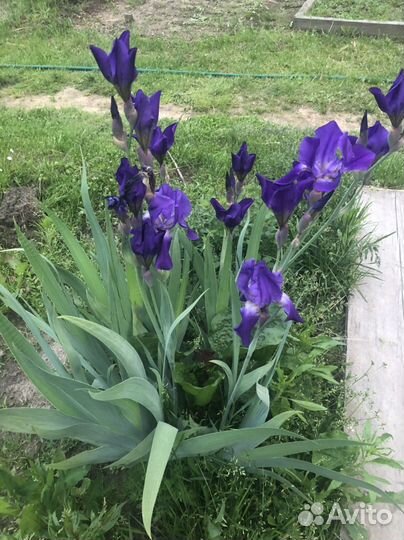Цветы многолетники,Ирисы ''
