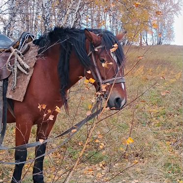 Лошадь с жиребенком