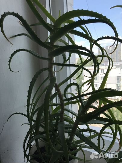 Алое, столетник растение