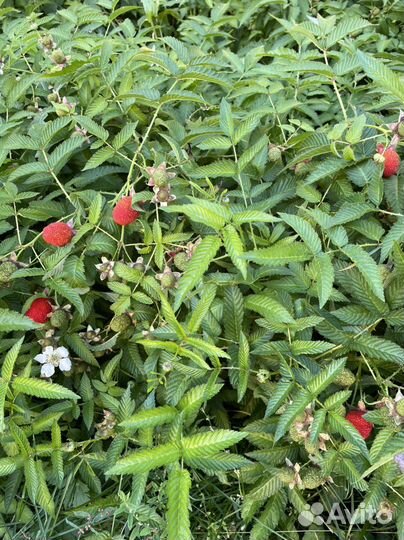 Тибетская малина саженцы