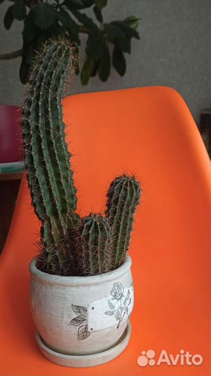 Большой кактус