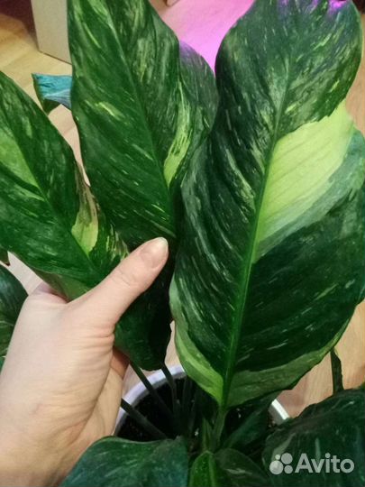 Спатифиллум Джемини