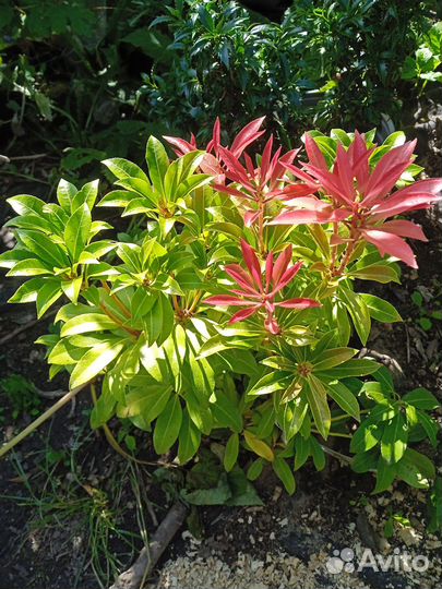 Пиерис японский Flaming Silver саженцы