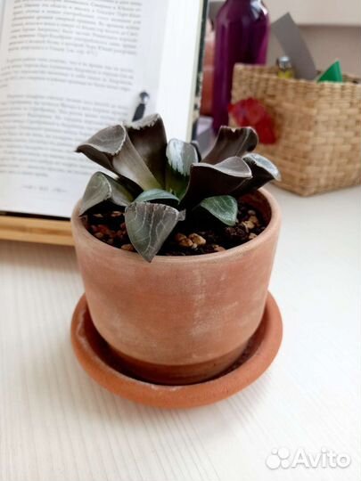 Суккулент Хавортия Байера (Haworthia bayeri)