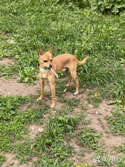 Собака- вязка