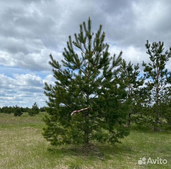 Сосна обыкновенная