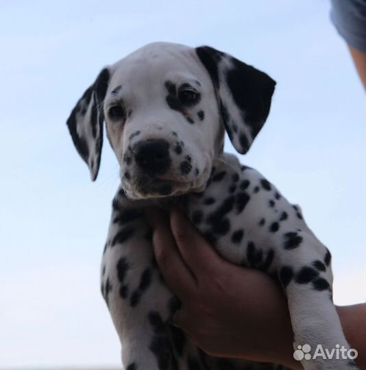 Щенок Далматина Лёня