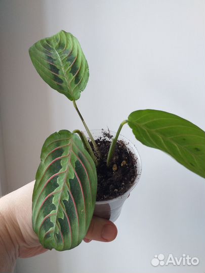 Маранта фасцинатор триколор