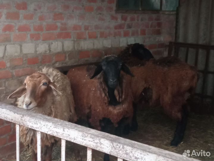 Овцы бараны