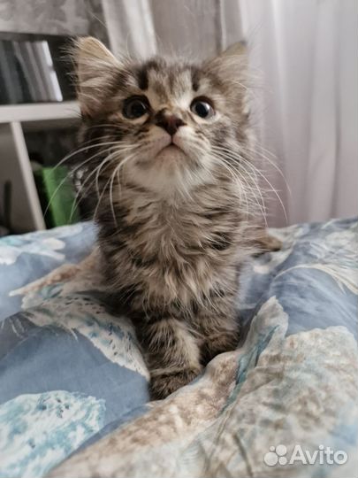 Котята в добрые руки 1.5 месяца