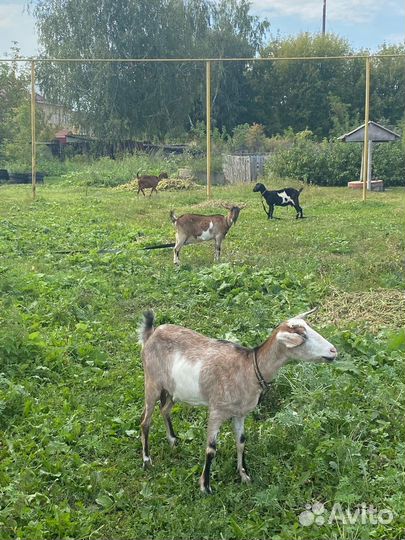 Козы и козлы