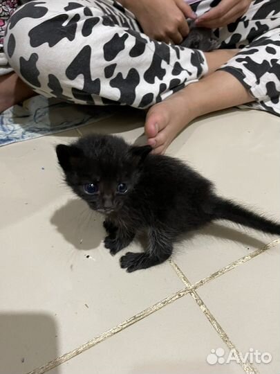 Котята в добрые руки даром