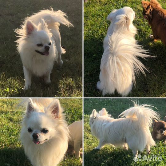 Чихуахуа Вязка кобель Крем Чемпион