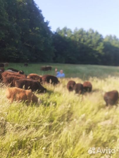 Курдючные бараны овцы