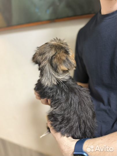 Йоркширский терьер мини щенки