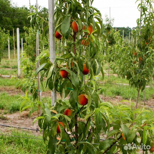 Персик колоновидный