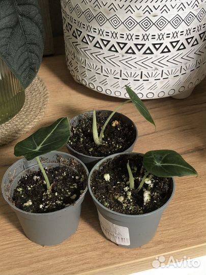 Алоказия блэк вельвет