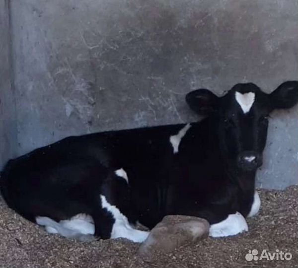 Бычки на откорм