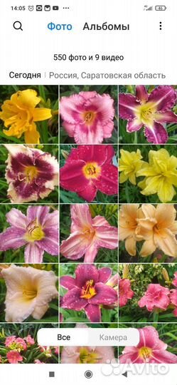 Сортовые лилейники