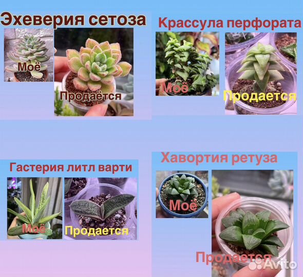 Суккуленты