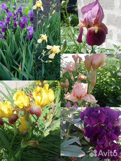 Ирисы сортовые