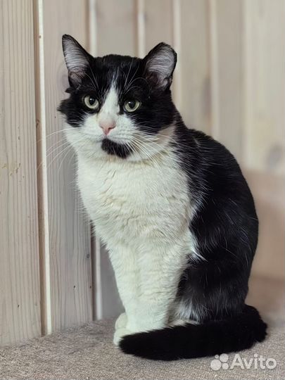 Котик