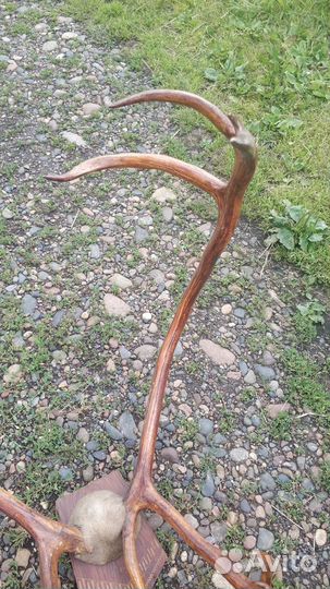 Рога оленя большие