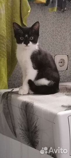 Кот и кошка