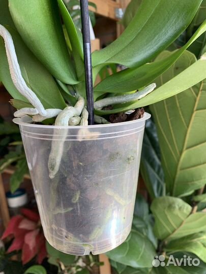 Орхидея фаленопсис равелло бабулетка