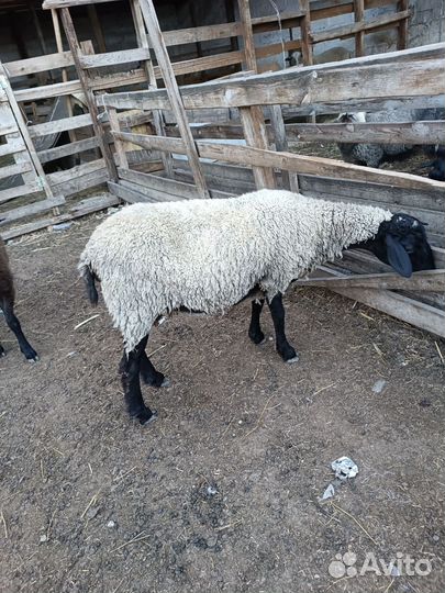 Романовские овцы