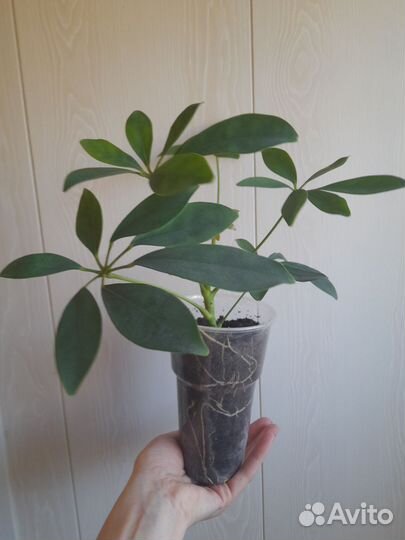 Комнатные растения