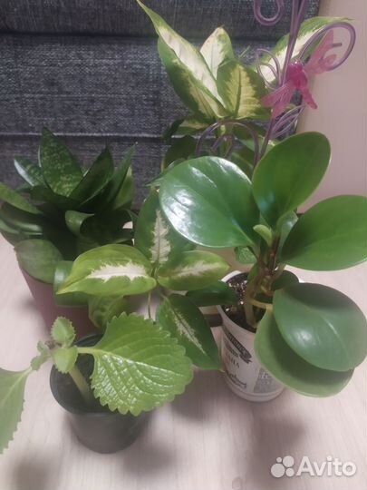 Комнатные растения