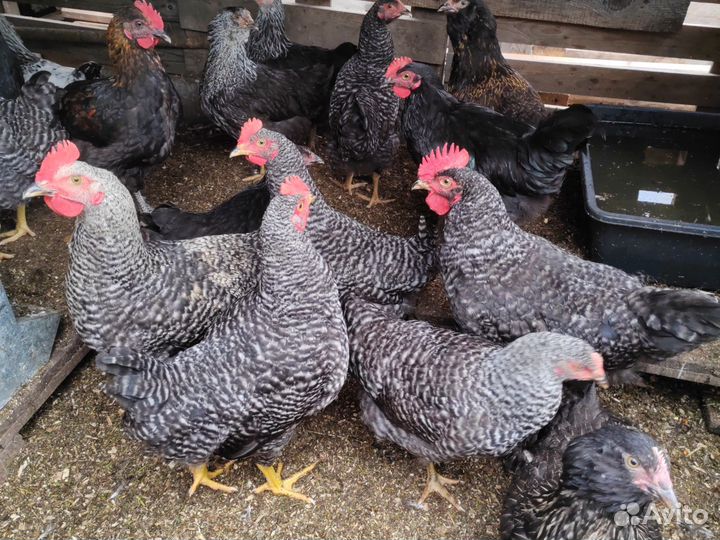 Петухи брама, доминанты, ухейилюй, маран и др