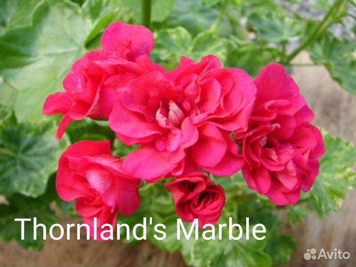 Пеларгонии сортовые