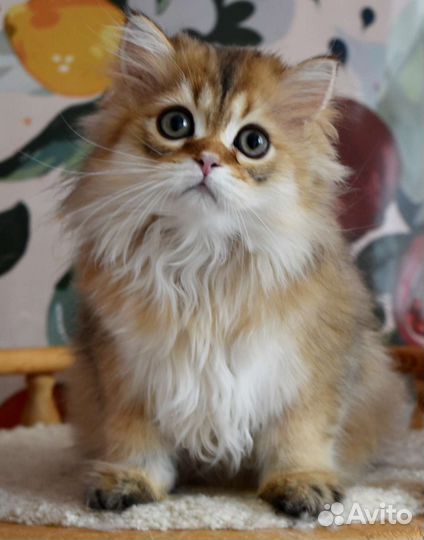 Котята золотая шиншилла