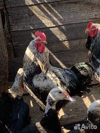 Петухи
