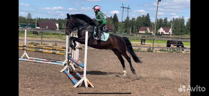 Кобыла спортивная помесь