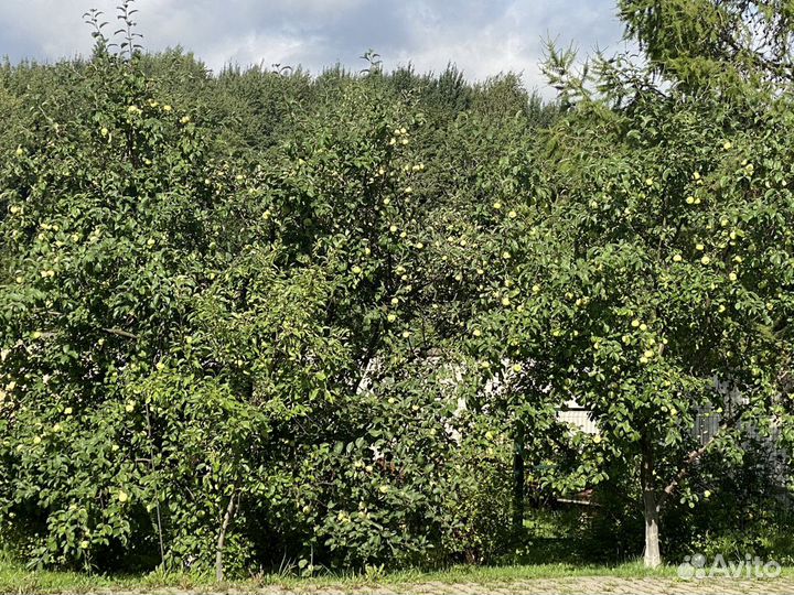Яблоки ранних и поздних сортов, сладкие