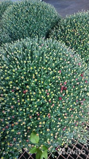 Садовые растения