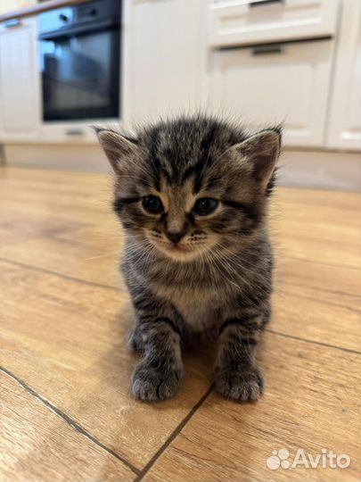 Шотландская вислоухая котята